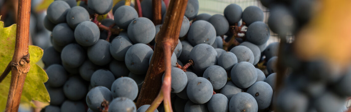 Mhm... reife Trauben