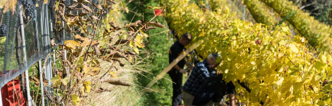 Herbststimmung beim Wimmen im Weingut Stegeler